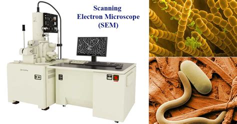 application of scanning electron microscope ppt|Scanning Electron Microscope (SEM) .